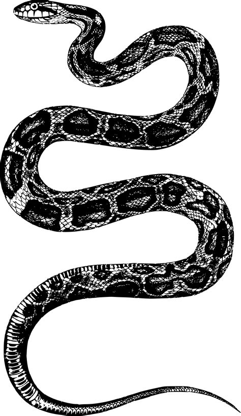 Snake 5 By Firkin Snake Drawing Snake Tattoo Design Snake Tattoo