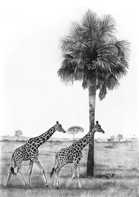 Charcoal Drawings By Ashleigh Olsen Giraffes And Borassus Palm Art