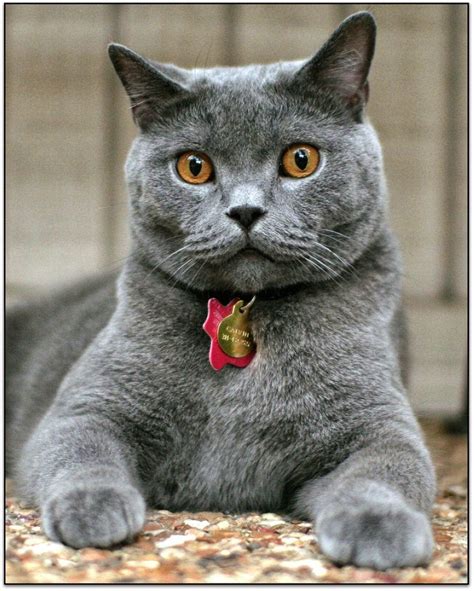 30 Cutest Pictures Of British Shorthair Cat Calvin Best Photography