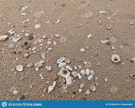 Shell Fragments At The Beach Stock Photo Image Of Leaf Pebble 187264330