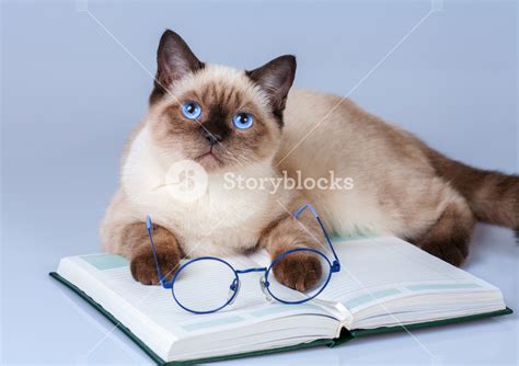 Cute Business Cat Wearing Glasses Reading Notebook Book Royalty Free