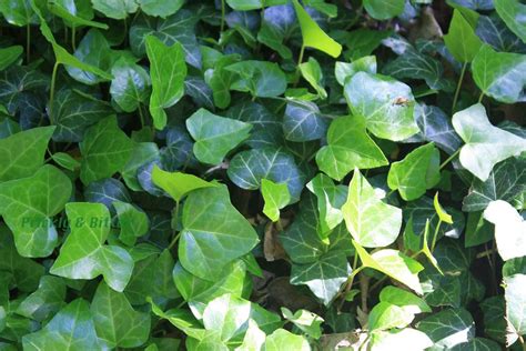 English Ivy Invasive Plants Climing Plants Invasive Species