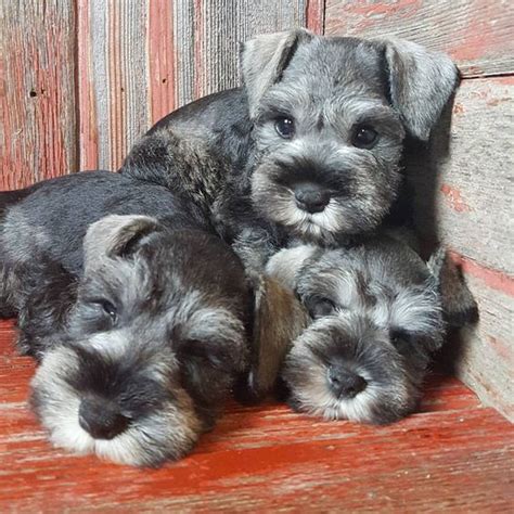 faqs   adorable mini schnauzer puppies furry babies