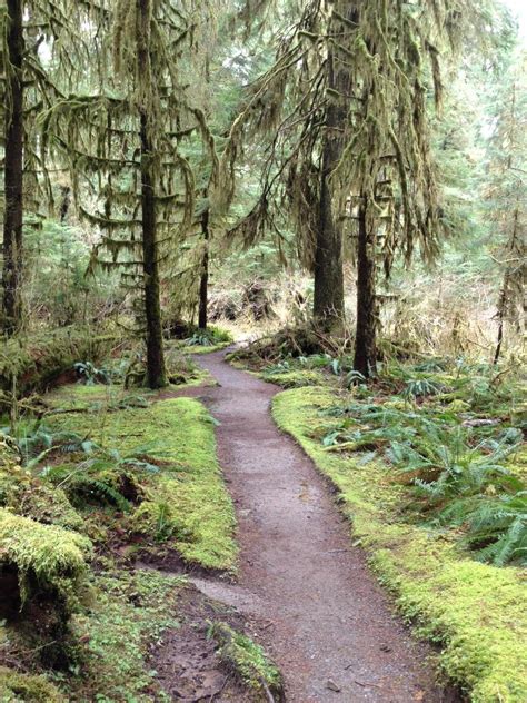Hoh Rain Forest Olympic Peninsula Washington State The Moss Covers