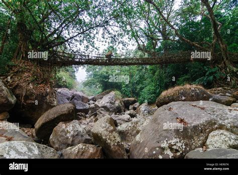 Cherrapunjee Root Bridge Of Roots Of The Rubber Tree Ficus Elastica
