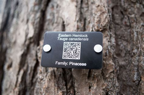 Leafsnap is a free download on the play store and is backed by … Tree Tags | Bates Canopy | Bates College