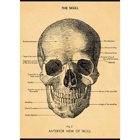 Human Skull Vintage Anatomy Poster Drawing By Vintage Anatomy Prints