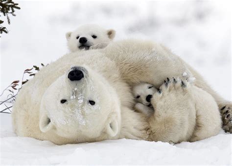 Polar Bears Species Facts Info More WWF CA