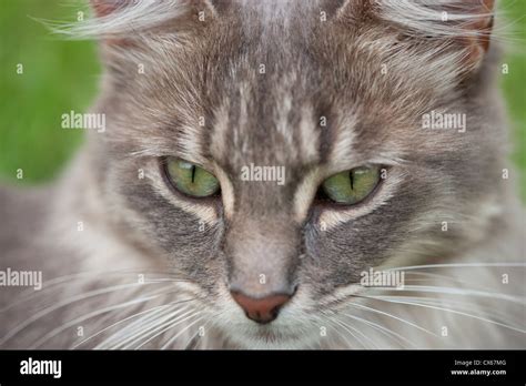 Cat Head Stock Photo Alamy