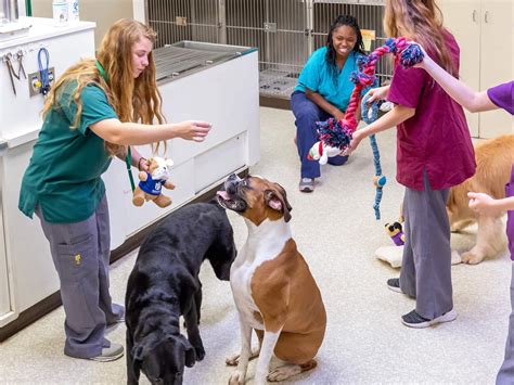 Dog Kennels In Western Pa