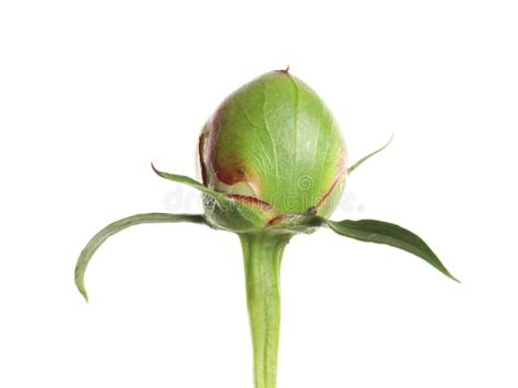 Closed Bud Of Peony Flower On White Stock Photo Image Of Object