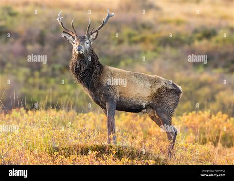 Red Deer Stag With Pointed Antlers Standing Majestically In The