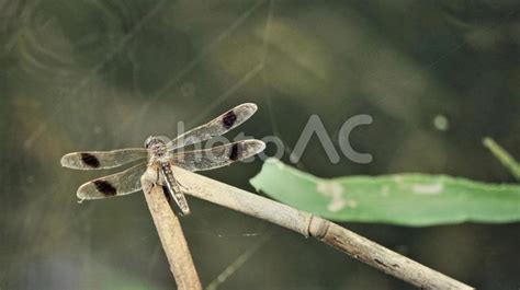 トンボ（蜻蛉 ・dragonfly） No 23392243｜写真素材なら 写真ac 無料（フリー）ダウンロードok