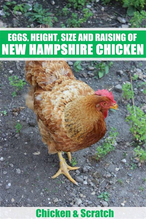 New Hampshire Chicken Eggs Height Size And Raising Tips