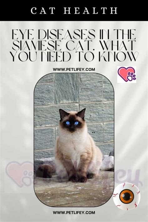 Eye Diseases In The Siamese Cat What You Need To Know Pet Lifey
