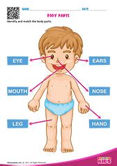 All body parts worksheets body parts. Science Body Parts worksheets Kindergarten