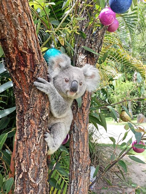 Rare Koala Ready To Celebrate Her First Christmas Sunshine Coast Daily