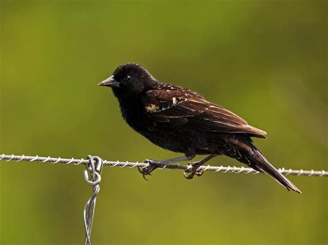 Juvenile Red Winged Blackbirds Identification Guide With Birdfact