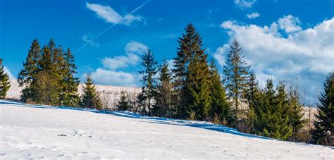 Row Of Spruce Trees On A Snowy Hillside Stock Photo Image Of Outside