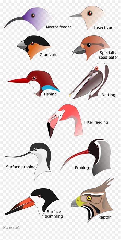 Parrot Talking Bird Png Clipart Animals Beak Bird Cartoon Clip