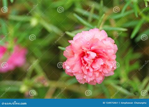 Pink Moss Rose Blooming With Water Drops Pink Flower Stock Image