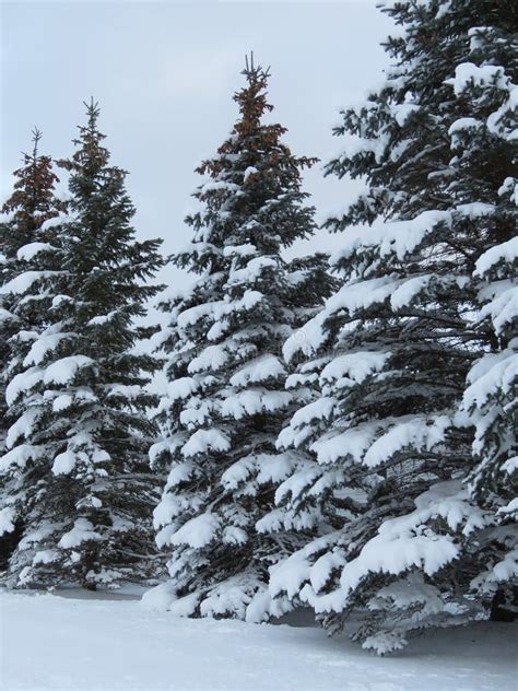 Evergreen Pine Trees Covered With Snow In Winter Stock Photo Image Of