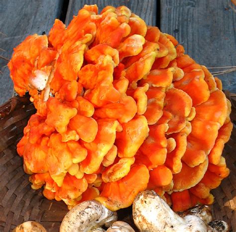 Bright Orange Mushroom All Mushroom Info