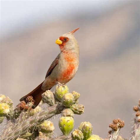 Pyrrhuloxia Desert Cardinal On A Cholla Cactus At Sabino Canyon In