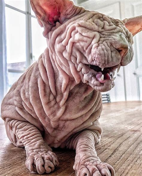 16 Sphynx Cat Pictures That Will Blow Your Mind Chat Sans Poils