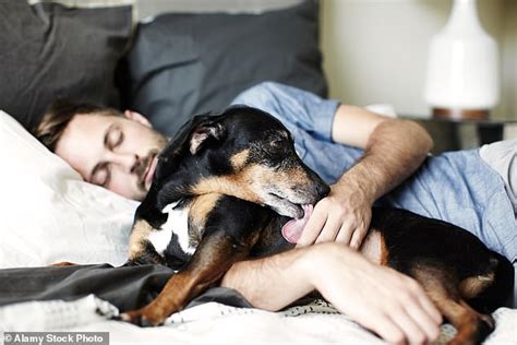 Cuddling Your Pet Dog Or Cat Could Give You Coronavirus Daily Mail Online