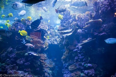 Top Tips For Visiting The Maui Ocean Center The Aquarium Of Hawaii