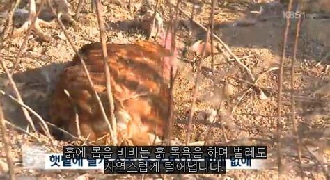 살충제 계란 파동 속 다시 주목받는 동물복지농장 헤럴드경제