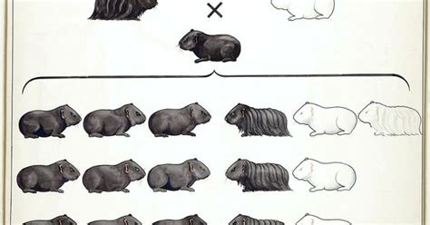 Vintage Genetics Chart Guinea Pig Coat Color Mendelian Genetics