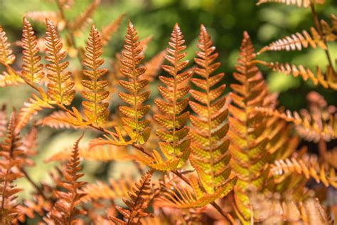 How To Grow And Care For Autumn Ferns