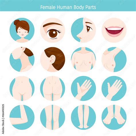Female Human External Organs Body Set Physiology Structure Medical