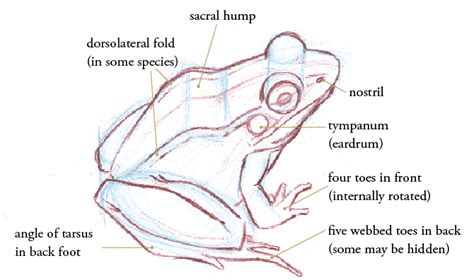 How To Draw Frogs And Toads • John Muir Laws