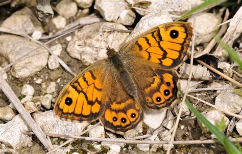 Wooden pieces are connected with light brown cotton cord. Neonicotinoids linked to UK butterfly declines | Dorset ...