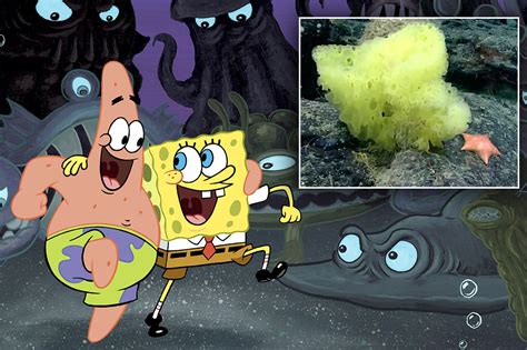 Spongebob Patrick Real Life