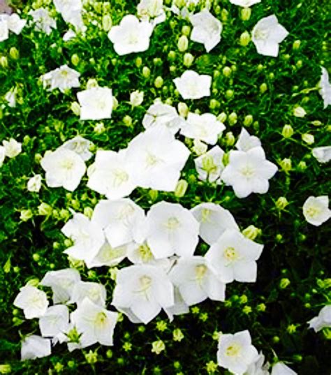 Campanula ‘white Uniform Carpatica Bellflower Jardins Michel Corbeil