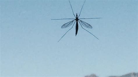 No Need To Panic Over Giant Mosquito Like Bugs Spotted