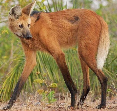 Meet The Maned Wolf The Largest Canid In South America