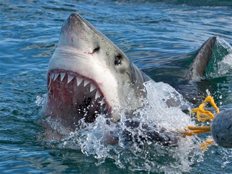 The biggest myth about sharks that will make you fear them less | Business Insider