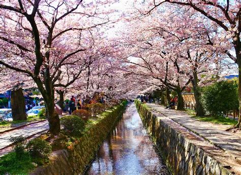 Ultimate 2020 Cherry Blossom Japan Guide — Everything You Need To Know