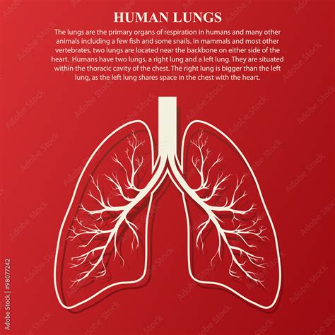 Human Lung Anatomy Illustration Vector De Stock Adobe Stock