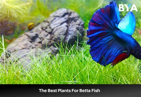 The 22 Best Plants For Betta Fish Build Your Aquarium