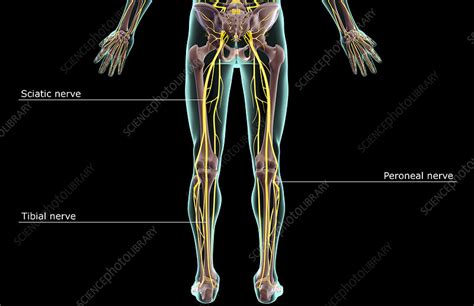 The Nerves Of The Lower Body Stock Image F0018389 Science Photo