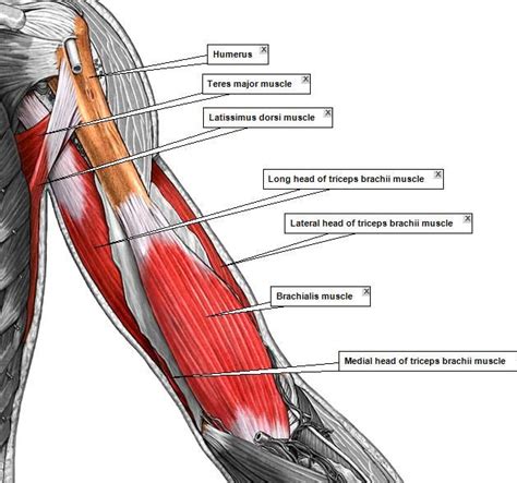 We'll go over all the muscles in your upper arm and forearm as well as explain some common conditions that can several conditions can affect the muscles of your arm, including upper arm muscle - Google 검색 | Анатомия, Мышцы