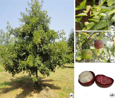5 Garcinia Indica A Habit B Twig Showing Leaves C Fruits D