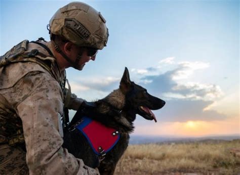 These Are The 10 Most Heroic Breeds Of Canine That Make The Best