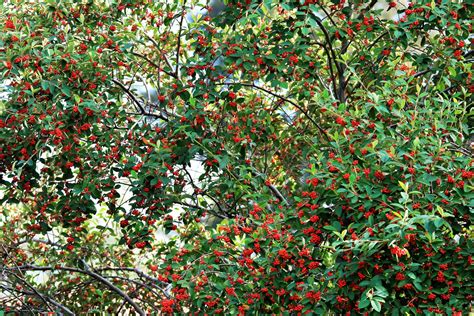 Red Berry Bush Free Stock Photo Public Domain Pictures